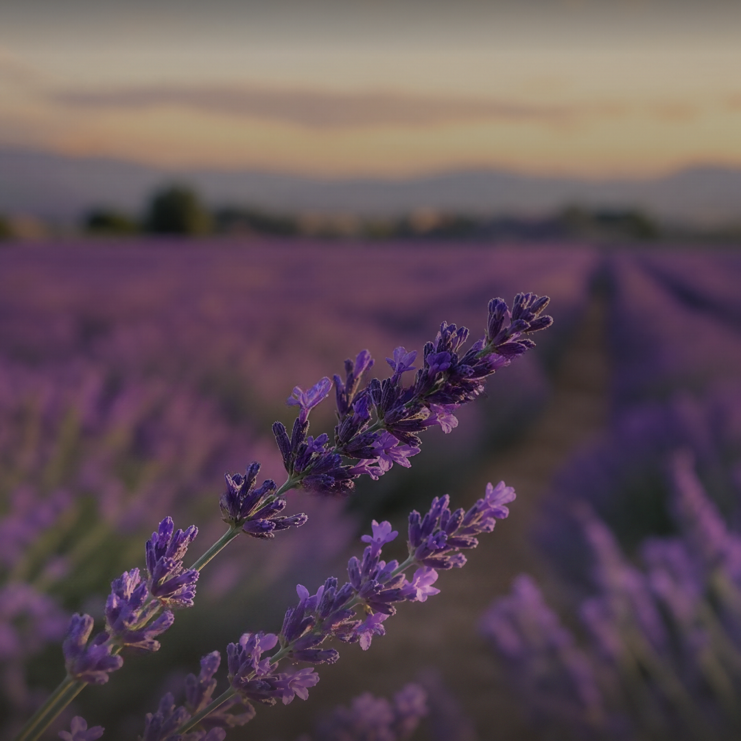 Lavender Dream aroma oil by Scentation