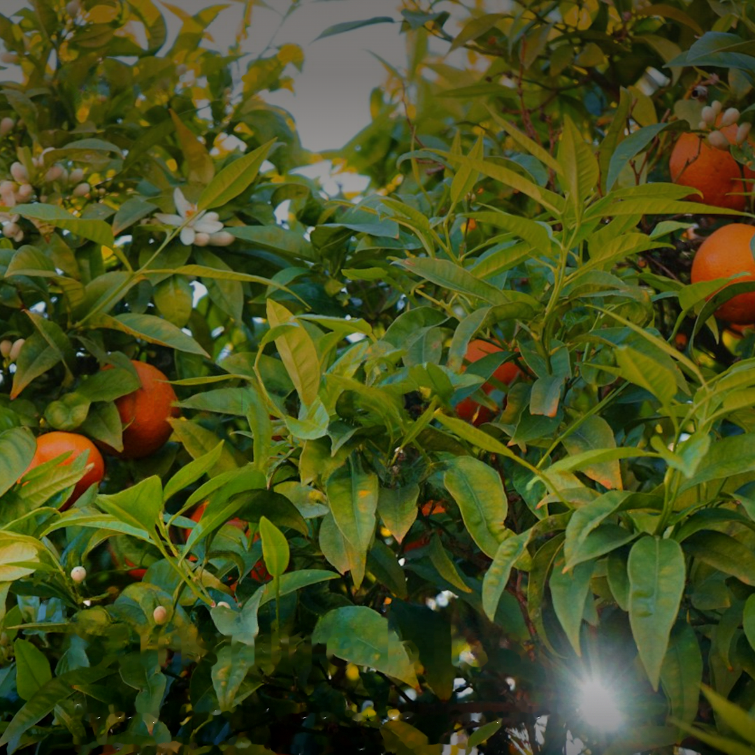 Sunshine Bliss aroma oil by Scentation