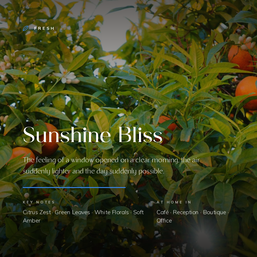 Sunshine_Bliss_story